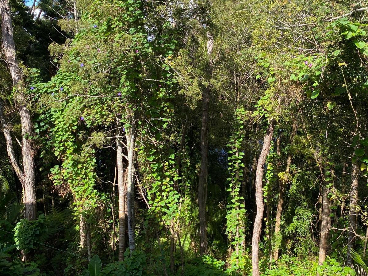 Bush , Birds And Relaxing Moments Appartement Auckland Buitenkant foto